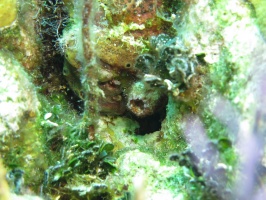 53 Tunicate IMG 4140